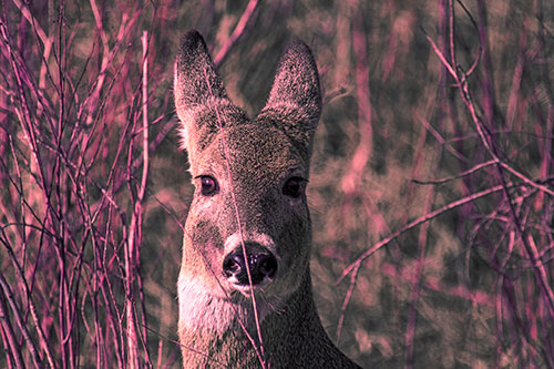 Frightened White Tailed Deer Staring (Pink Tint Photo)