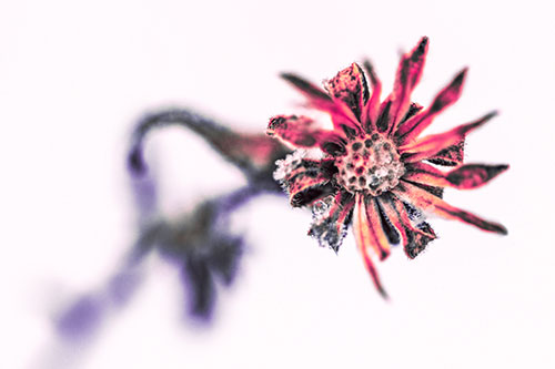 Frozen Ice Clinging Among Bending Aster Flower Petals (Pink Tint Photo)