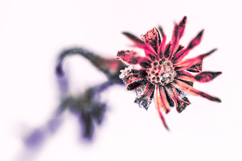 Frozen Ice Clinging Among Bending Aster Flower Petals (Pink Tint)