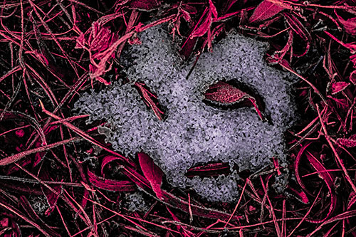Frozen Leaf Eyed Snow Face Among Frosty Grass (Pink Tint)