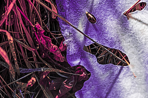 Frozen Protruding Grass Bladed Ice Face (Pink Tint)