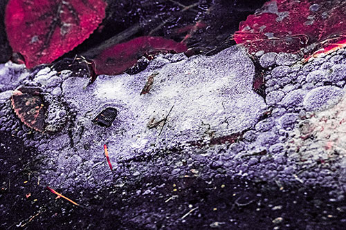 Frozen Rubber Eyed Ice Face Smiling Among Floating Leaves (Pink Tint)