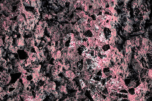 Fungi Covers Rugged Surfaced Stone (Pink Tint Photo)