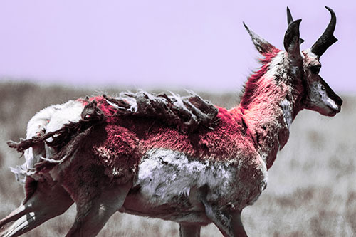 Fur Shedding Pronghorn Walking Along Grass (Pink Tint Photo)