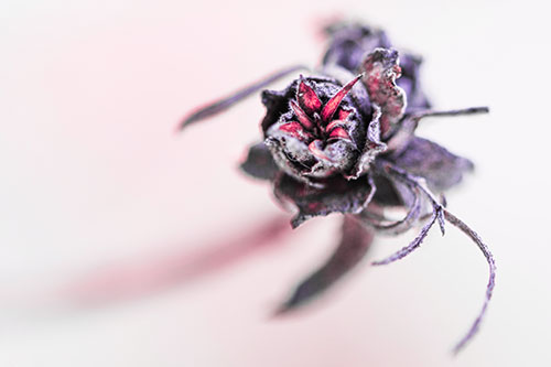 Fuzzy Blossoming Willow Cone Gall Midge (Pink Tint Photo)