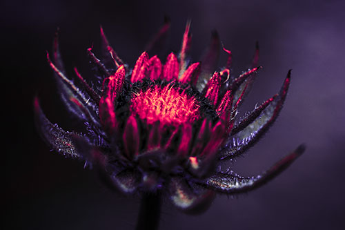 Fuzzy Unfurling Sunflower Bud Blooming (Pink Tint)