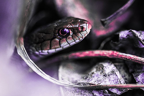 Garter Snake Peeking Out Dirt Tunnel (Pink Tint Photo)