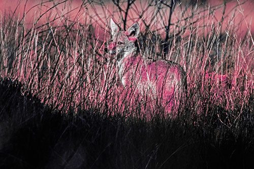 Gazing Coyote Watches Among Feather Reed Grass (Pink Tint Photo)