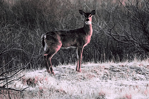 Gazing White Tailed Deer Standing Atop High Ground (Pink Tint Photo)