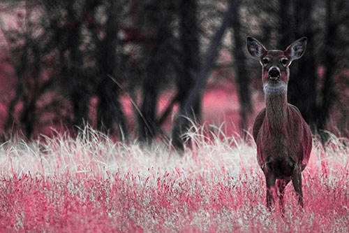 Gazing White Tailed Deer Watching Among Feather Reed Grass (Pink Tint Photo)