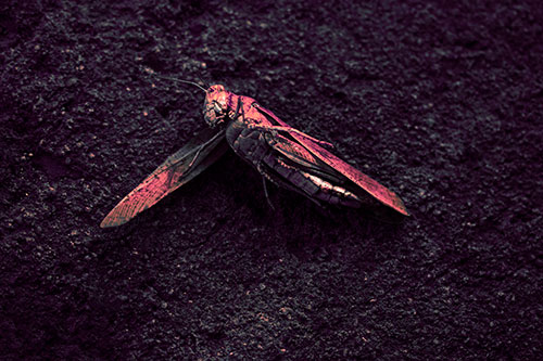 Giant Dead Grasshopper Laid To Rest (Pink Tint Photo)