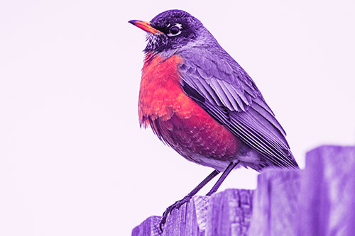 Glaring American Robin Standing Guard Atop Wooden Fence (Pink Tint Photo)