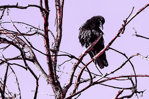 Glaze Eyed Crow Tilting Head Among Dead Tree Branches (Pink Tint)