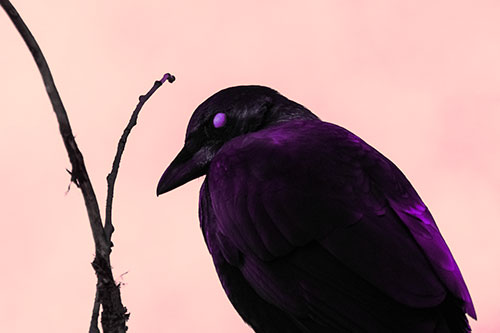 Glazed Eyed Crow Hunched Over Atop Tree Branch (Pink Tint Photo)