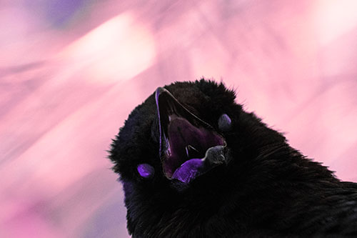 Glazed Eyed Tongue Screaming Crow (Pink Tint Photo)