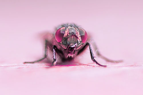 Glistening Cluster Fly Sticking Tongue Out (Pink Tint)