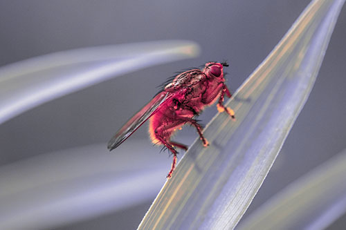 Golden Dung Fly Perched Along Sloping Fescue Grass Blade (Pink Tint)
