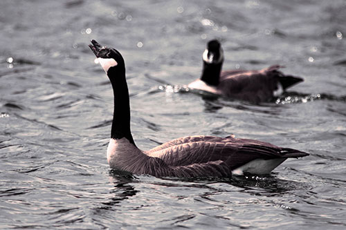 Goose Honking Loudly On Lake Water (Pink Tint Photo)