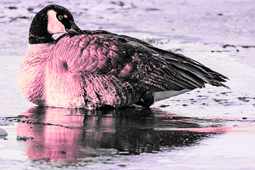 Goose Resting Atop Ice Frozen River (Pink Tint Photo)