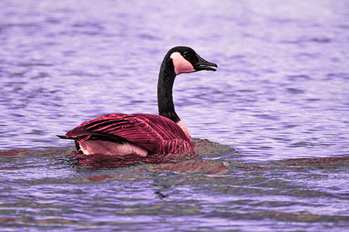 Goose Swimming Down River Water (Pink Tint Photo)