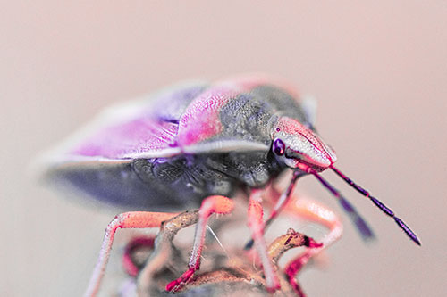 Gorse Shieldbug Standing Atop Gumplant (Pink Tint)