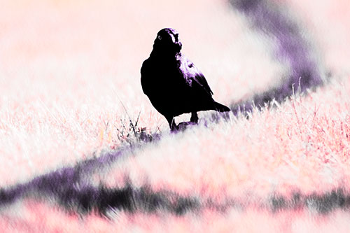 Grackle Bird Walking Down Shadow Line (Pink Tint Photo)