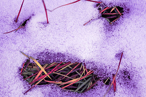 Grass Blade Face Pierces Through Melting Snow (Pink Tint Photo)