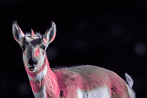 Grass Chewing Pronghorn Watches Ahead (Pink Tint Photo)