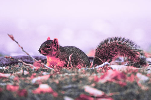 Grass Crouching Squirrel Beyond Broken Tree Branch (Pink Tint Photo)