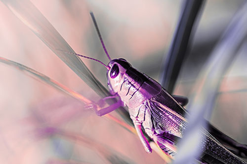 Grasshopper Clasps Ahold Multiple Grass Blades (Pink Tint Photo)