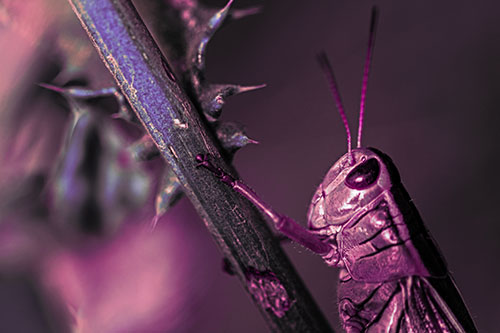 Grasshopper Hangs Onto Weed Stem (Pink Tint Photo)
