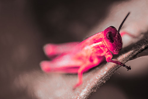 Grasshopper Laying Down Atop Leaf Petal (Pink Tint Photo)