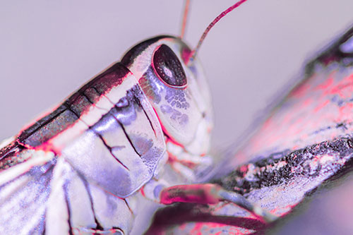 Grasshopper Rests Atop Ascending Branch (Pink Tint Photo)
