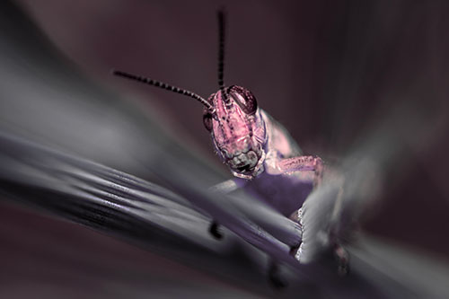 Grasshopper Rides Grass Blades Among Wind (Pink Tint)