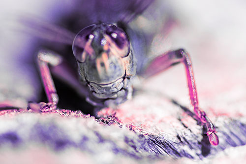 Grasshopper Smiles Among Tree Stump (Pink Tint Photo)