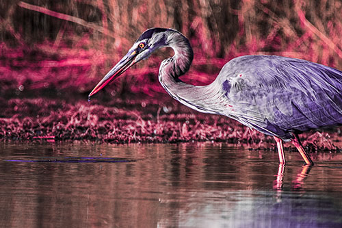 Great Blue Heron Beak Dripping Water (Pink Tint)