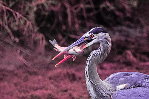 Great Blue Heron Clamps Trout Fish Between Beak (Pink Tint)
