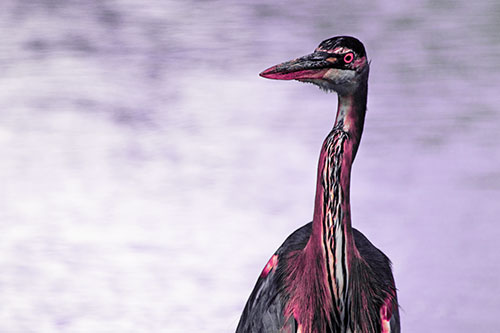 Great Blue Heron Glancing Among River (Pink Tint Photo)