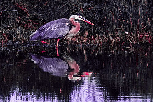 Great Blue Heron Searching Shoreline (Pink Tint Photo)