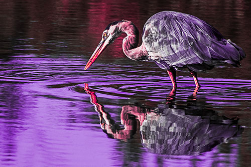 Great Blue Heron Snatches Pond Fish (Pink Tint Photo)