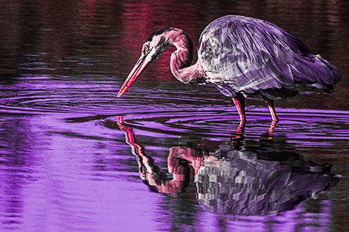 Great Blue Heron Snatches Pond Fish (Pink Tint)