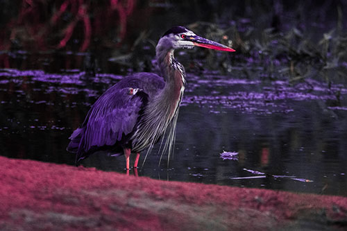 Great Blue Heron Standing Among Shallow Water (Pink Tint Photo)