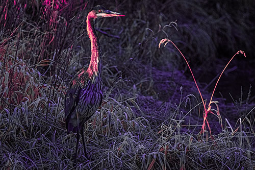 Great Blue Heron Standing Tall Among Feather Reed Grass (Pink Tint Photo)