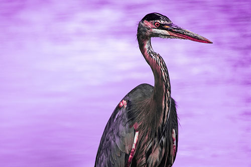 Great Blue Heron Standing Tall Among River Water (Pink Tint Photo)