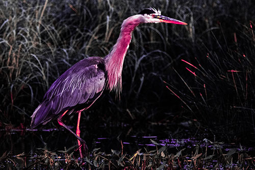 Great Blue Heron Wading Across River (Pink Tint Photo)