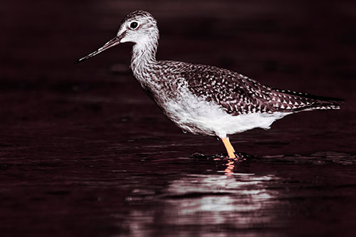 Greater Yellowlegs Bird Leaning Forward On Water (Pink Tint Photo)