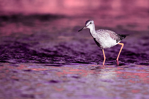 Greater Yellowlegs Bird Walking On River Water (Pink Tint Photo)