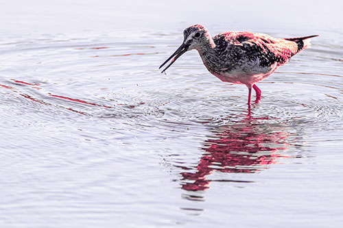 Greater Yellowlegs Fishing Among Shallow Water (Pink Tint)