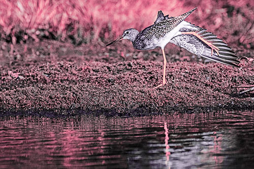 Greater Yellowlegs Stretching Along River Shore (Pink Tint)