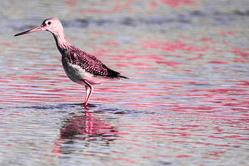 Greater Yellowlegs Wading Among Rippling River Water (Pink Tint Photo)